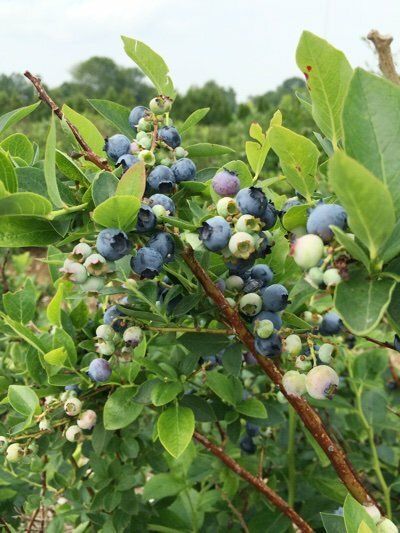 blueberrybush.400