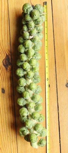 How to Roast Brussels Sprouts on the Stalk