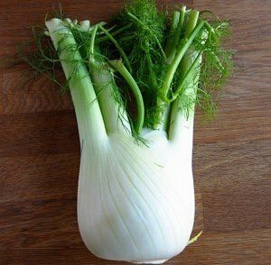 fennel