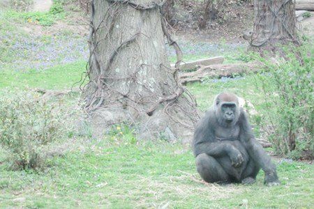 Gorillas and Healthy Eating