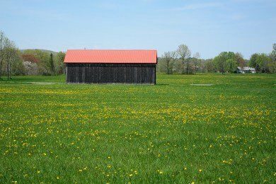 Asparagus - Hadley Grass