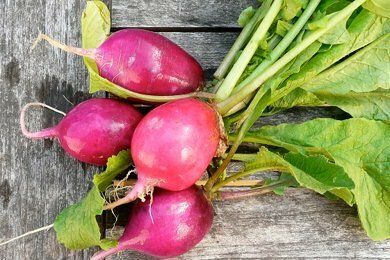 Eat Radishes